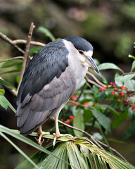 Black-Crowned Night-Heron Bird Stock Photos.  Black-Crowned Night-Heron bird perched with red flowers and blur background