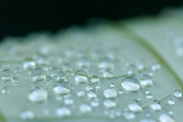 水玉　マクロ　蓮の葉　千栗土居公園　佐賀県みやき町　
Water drop Macro 
Lotus leaf Chirikudoi Park Saga-ken Miyaki town