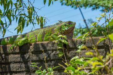 Peaceful green iguana on outdoor fence