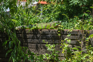 Peaceful green iguana on outdoor fence