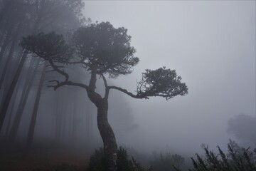 misty morning in the forest, beautiful tree in the fog
