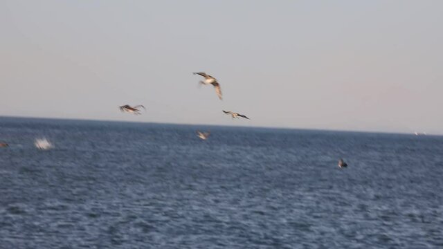 Flocks of pelicans feeding on the coast of mexico during covid 19 lockdown.