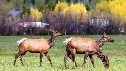 Two Headed Elk?