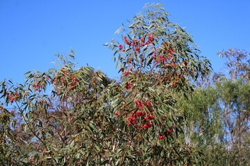 Eucalyptus caesia 'Silver Princess' in flower, South Australia