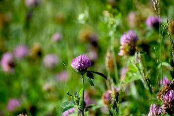 wild flowers in the meadow