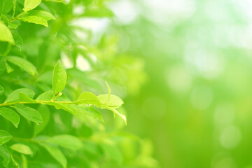 Closeup of Nature view of green leaves that have been eaten by a worm on blurred greenery background in forest. Leave space for letters, Focus on leaf and shallow depth of field.