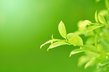 Closeup of Nature view of green leaves that have been eaten by a worm on blurred greenery background in forest. Leave space for letters, Focus on leaf and shallow depth of field.