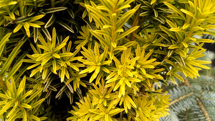 Taxus baccata 'Fastigiata Aureomarginata'