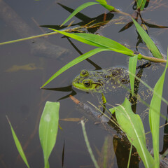 Photograph of a green frog in a natural lake