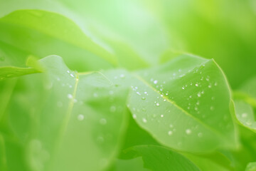 Fototapeta premium Closeup of Nature view of green leaves that have been eaten by a worm on blurred greenery background in forest. Leave space for letters, Focus on leaf and shallow depth of field.