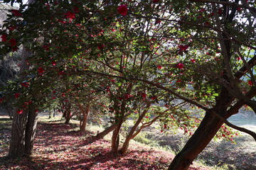 サザンカの並木