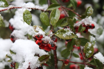 red berries in snow