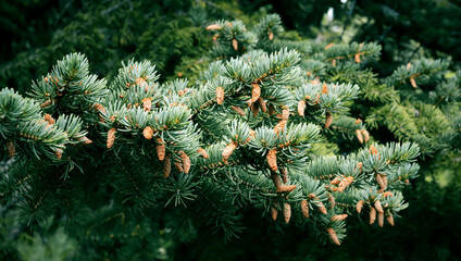 Little cones on spruce