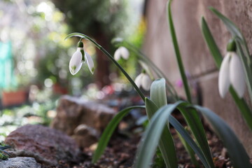庭のスノードロップ