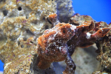 海底に擬態しているイロカエルアンコウの顔側