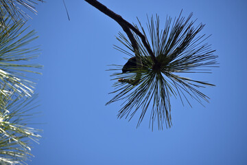 Fototapeta premium Pine Tree Bough