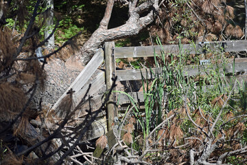 Fototapeta premium Tree Fallen on Bridge