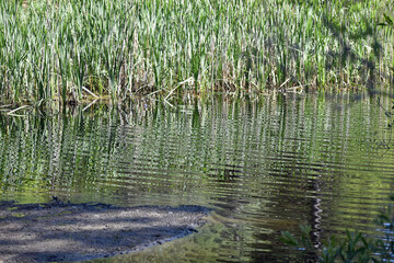 Reeds at Edge of Lake