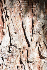 Pine Tree Bark