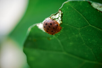 Close-up view of a ladybird on plant