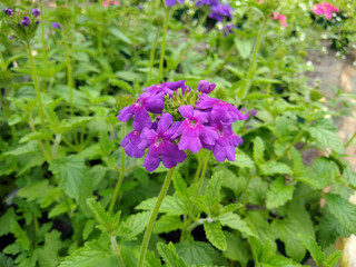 Verbena 'Endurascape Dark Purple'