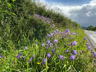 Wild purple flowers in a hedgerow, on the roadside, with rain clouds above in, Pool in Wharfedale, Leeds, UK