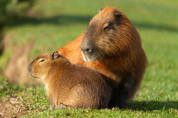 Capybaras basking in the sun.