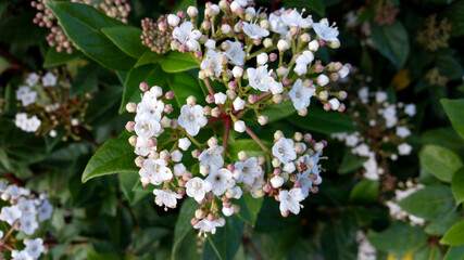 Viburnum tinus 'Eve Price'