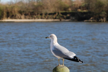 seagull on the seawall, bird, seagull, sea, gull, water, animal, beach, nature, wildlife, ocean, birds, white, beak, seagulls, shore, lake, blue, wild, coast, gulls, feathers, feather