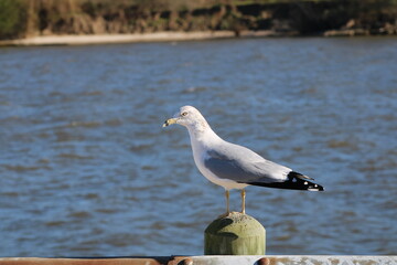 seagull on the seawall, bird, seagull, sea, gull, water, animal, beach, nature, wildlife, ocean, birds, white, beak, seagulls, shore, lake, blue, wild, coast, gulls, feathers, feather