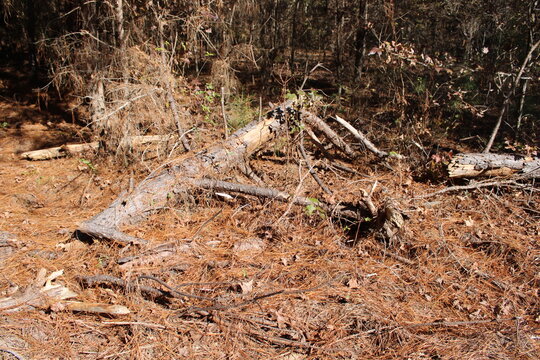 dead tree stump, nature, tree, forest, wildlife, wood, rock, grass, brown, texture, green, wild, trees