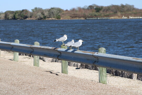 seagulls on the seawall, bird, seagull, sea, gull, water, nature, birds, animal, beach, ocean, sky, wildlife, fly, white, seagulls, blue, summer, beak, coast, swan, sand, flight, wing, flying, wings