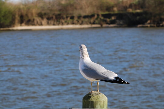 seagull on seawall, bird, seagull, gull, sea, water, animal, nature, ocean, beach, wildlife, birds, white, blue, wild, shore, feather, beak, sand, standing, seagulls, coast, sea gull, lake, fly, waves
