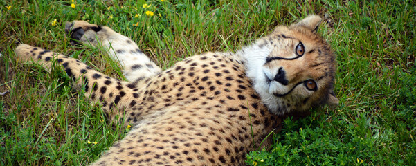 Cheetah is a large-sized feline inhabiting most of Africa and part of the Middle East.  © Daniel Meunier