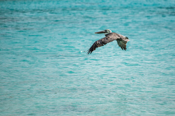 Caribbean bird with blue ocean backdrop