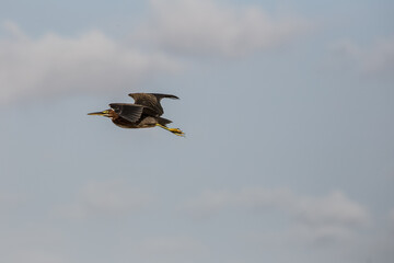 Bird with backdrop of clouds