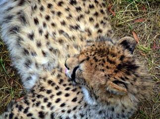 Cheetah is a large-sized feline inhabiting most of Africa and part of the Middle East.  © Daniel Meunier