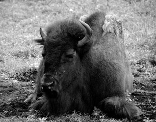 Bison are large, even-toed ungulates in the genus Bison within the subfamily Bovinae.