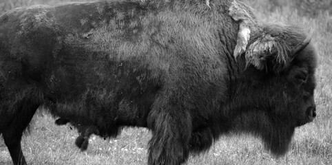 Bison are large, even-toed ungulates in the genus Bison within the subfamily Bovinae.