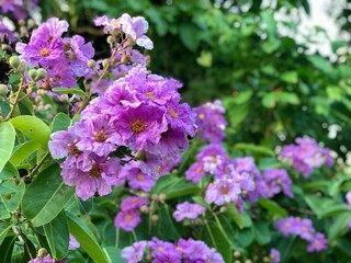 Obraz premium lilac flowers in the garden