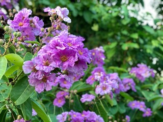 lilac flowers in the garden