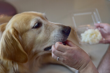 The dog owner is entering sticky rice for his Golden Retriever dog.