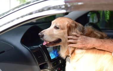 The old woman's hand rests on the head of cute golden retriever dog in the car.