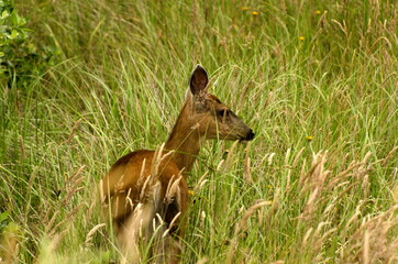 Deer  grazing in grass near boardwalk
