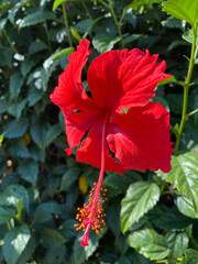Flor Vermelha Ibisco