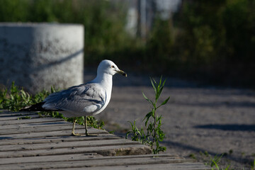 seagull on a wooden deck