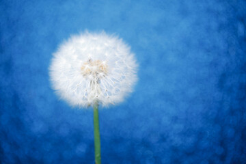 dandelion flower on blue bokeh background