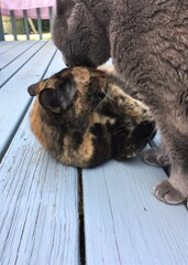 A male gray Russian Blue breed cat grooming a female calico cat outside on a wooden deck