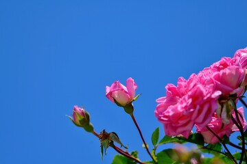 青空バックに咲くちょうど見頃のピンクのバラ＠大阪