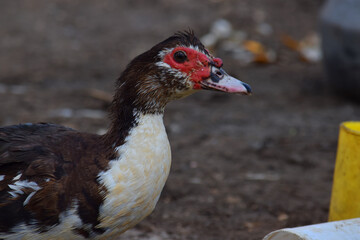 portrait of a duck